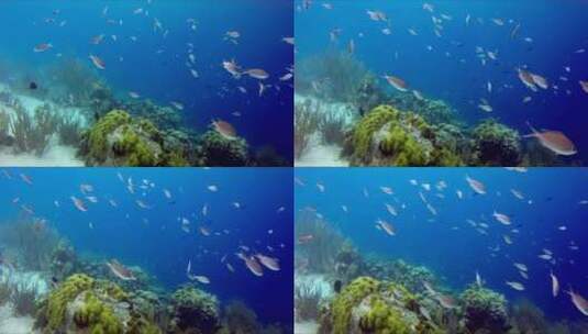 在潜水之旅中，一群鱼在礁石上游来游去高清在线视频素材下载