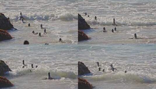 一群企鹅在巨石海滩游泳高清在线视频素材下载