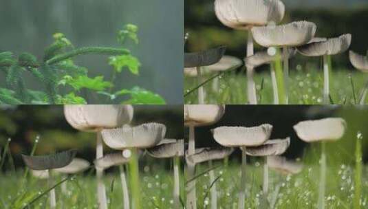 雨后菌类生长 生机 野生菌 野生菌生长高清在线视频素材下载