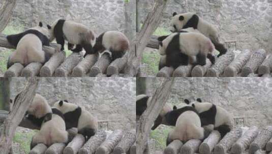 四川成都熊猫乐园大熊猫高清在线视频素材下载
