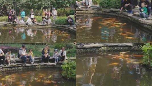 公园喂鲤鱼的游客市民高清在线视频素材下载