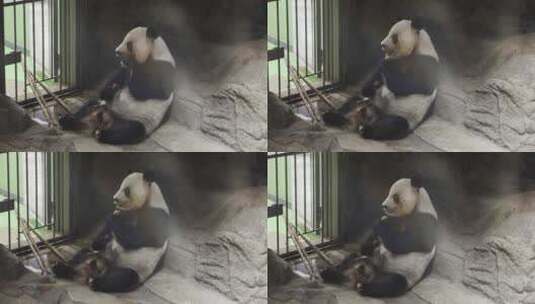 大熊猫躺在室内吃水果竹笋萝卜高清在线视频素材下载