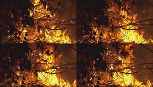 森林大火枯树枝篝火木炭燃烧高清在线视频素材下载