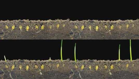 小麦种子破土生长延时高清在线视频素材下载