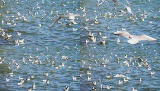 深圳湾蓝色海洋上飞翔的海鸥高清在线视频素材下载
