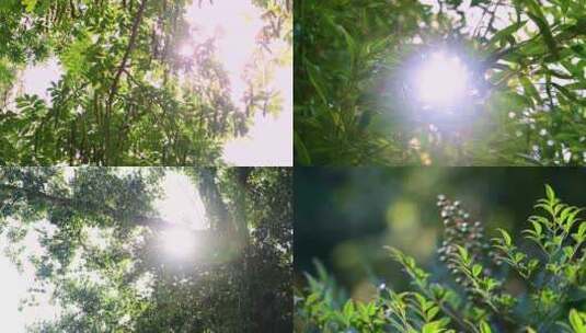 明媚阳光逆光穿过绿色植物绿叶高清在线视频素材下载