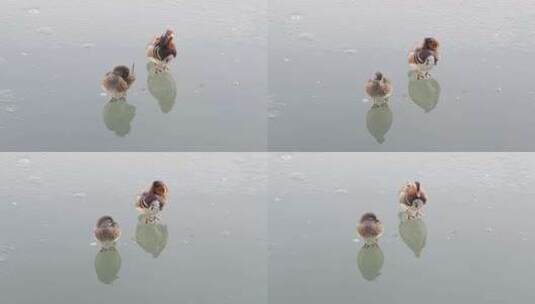 鸳鸯夫妻站在冰面水面梳理羽毛高清在线视频素材下载