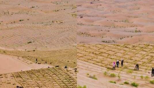 航拍 沙漠防沙治沙种植绿高清在线视频素材下载