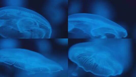 海洋生物水母游动高清在线视频素材下载
