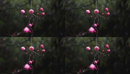 春雨中的粉色梅花高清在线视频素材下载