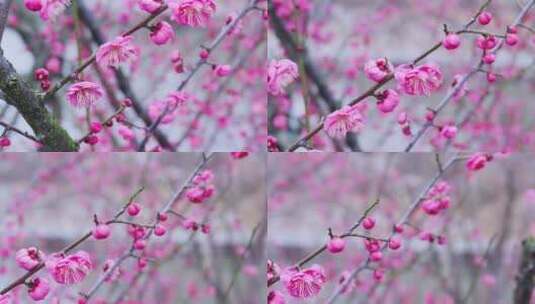 雪中梅花 雨中腊梅花 红色腊梅 1092高清在线视频素材下载