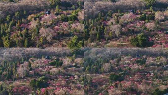 航拍南京明孝陵梅花山漫山遍野梅花盛开高清在线视频素材下载