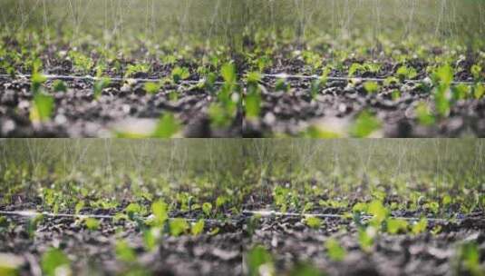 种植园灌溉特写高清在线视频素材下载