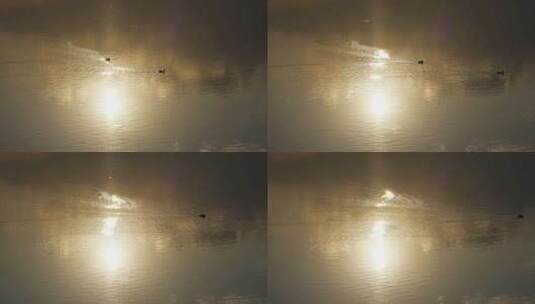 夕阳下鸳鸯在波光粼粼的水面戏水高清在线视频素材下载
