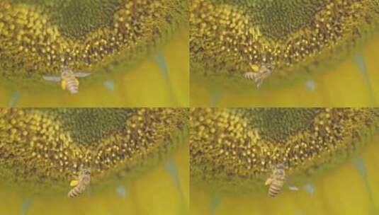 春夏季节的向日葵和蜜蜂微距高清在线视频素材下载