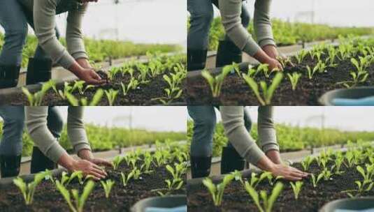 农民的手，植物和农业或肥料的可持续性，生高清在线视频素材下载