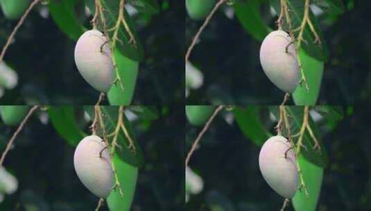 芒果树芒果特写高清在线视频素材下载