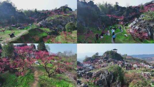 桃花树桃花林桃花山高清在线视频素材下载