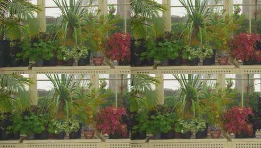 爱尔兰都柏林植物园温室里的彩色盆栽植物。高清在线视频素材下载