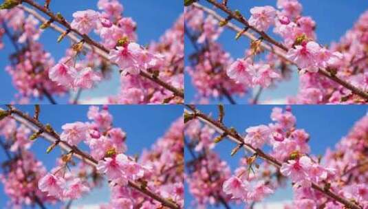 粉色的樱花2高清在线视频素材下载