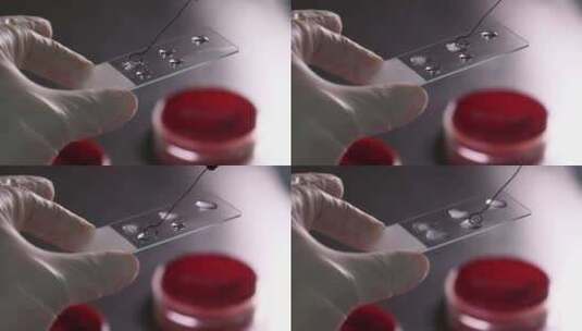 医院微生物细菌实验室细菌鉴定玻片高清在线视频素材下载