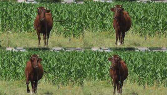 牛在村庄附近的草地上吃草高清在线视频素材下载