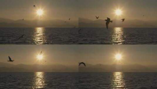 日出海鸥湖面飞翔高清在线视频素材下载