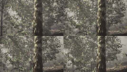 森林中的一棵树高清在线视频素材下载