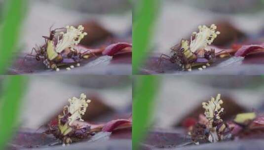 红色蚂蚁在倒下的芙蓉雌蕊周围觅食的时间推高清在线视频素材下载