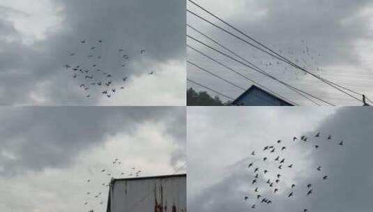 天空鸽子【120帧】阴天天空一群鸟儿飞过高清在线视频素材下载