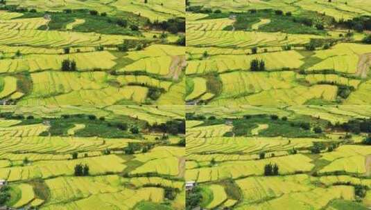高山峡谷地区金色稻田高清在线视频素材下载