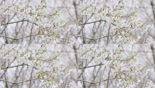 春天成片的樱花林樱花开放苏州樱野景区风光高清在线视频素材下载