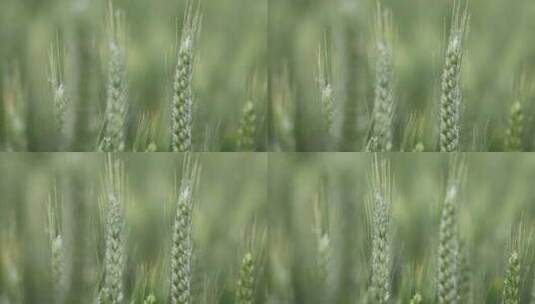 灌浆扬花期的小麦高清在线视频素材下载