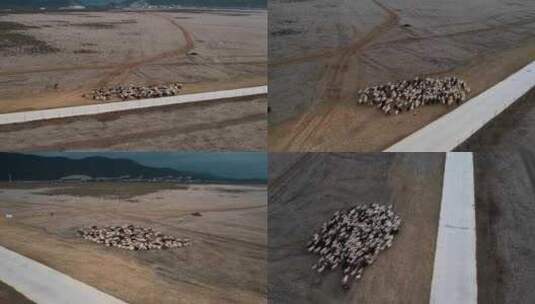 云南香格里拉小中甸丁草原牧场羊群高清在线视频素材下载