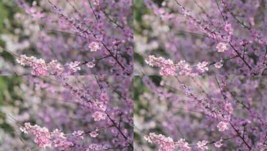 樱花树枝樱花高清在线视频素材下载
