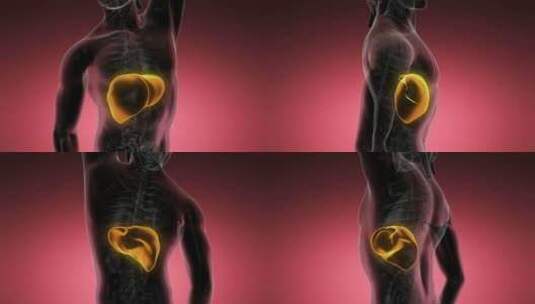 人体肝脏解剖扫描高清在线视频素材下载