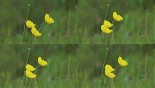 草原野花高清在线视频素材下载