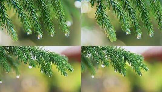 雨中的冷杉树枝雨滴空镜头高清在线视频素材下载