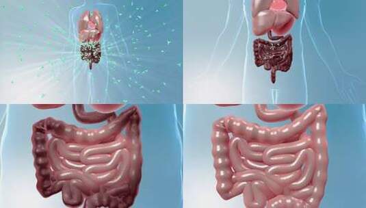 大肠健康回归高清在线视频素材下载
