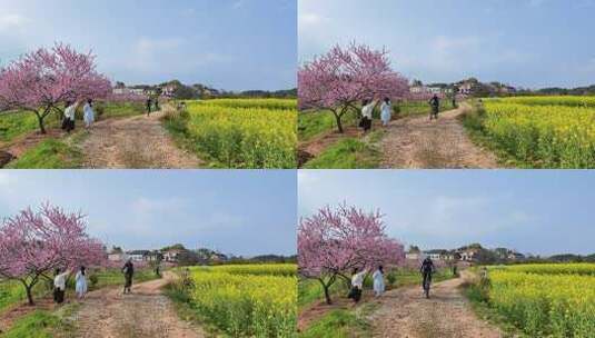 乡村田园骑自行车的人高清在线视频素材下载