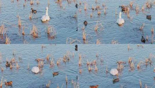 东营黄河入海口湿地鸟类高清在线视频素材下载