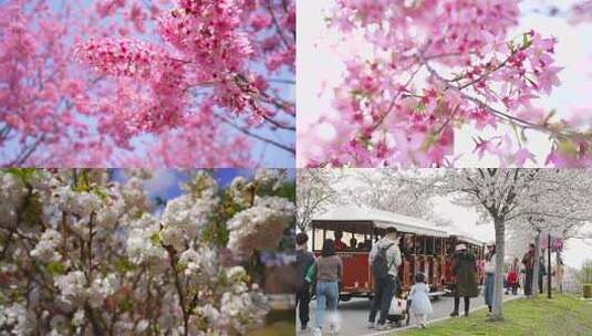 春天 樱花 游玩 踏青 观澜湖高清在线视频素材下载