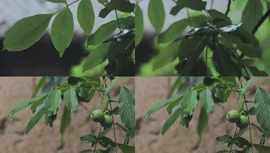 雨中核桃树叶雨滴禅意02【10bit套组】高清在线视频素材下载