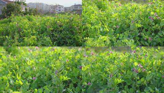 相机高清摄农村菜田豌豆花开(5)高清在线视频素材下载