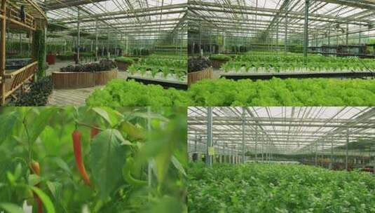 温室大棚蔬菜种植场景高清在线视频素材下载