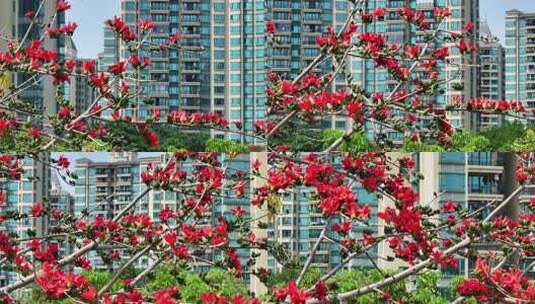 盛开的木棉花特写高清在线视频素材下载