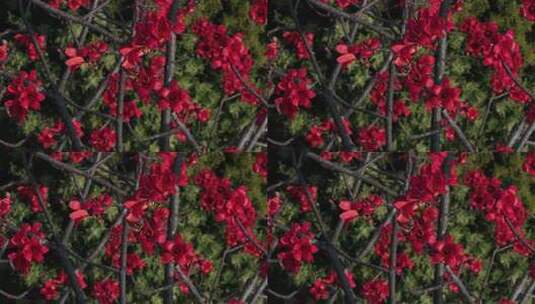 盛开的木棉花特写高清在线视频素材下载