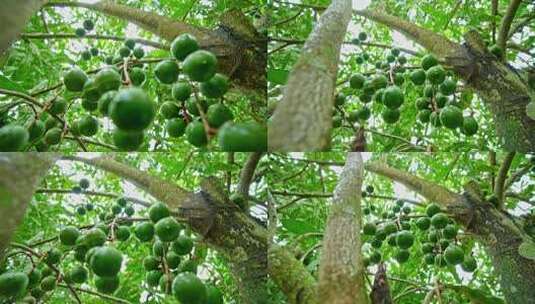 澳洲坚果 夏威夷果高清在线视频素材下载