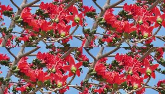 木棉花枝头绽放特写高清在线视频素材下载