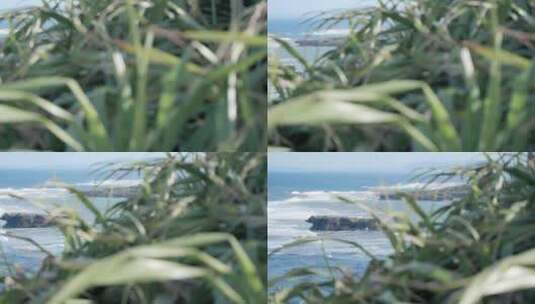2K日本冲绳海滩浪花绿植00000000高清在线视频素材下载